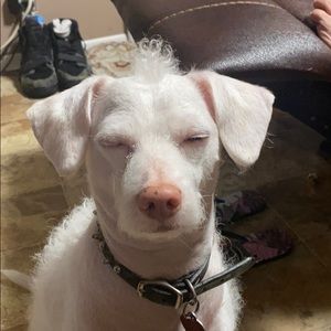 Meet your Posher, Jandiara